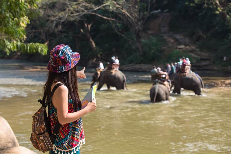 chiang mai elephants chiang mai elephants
